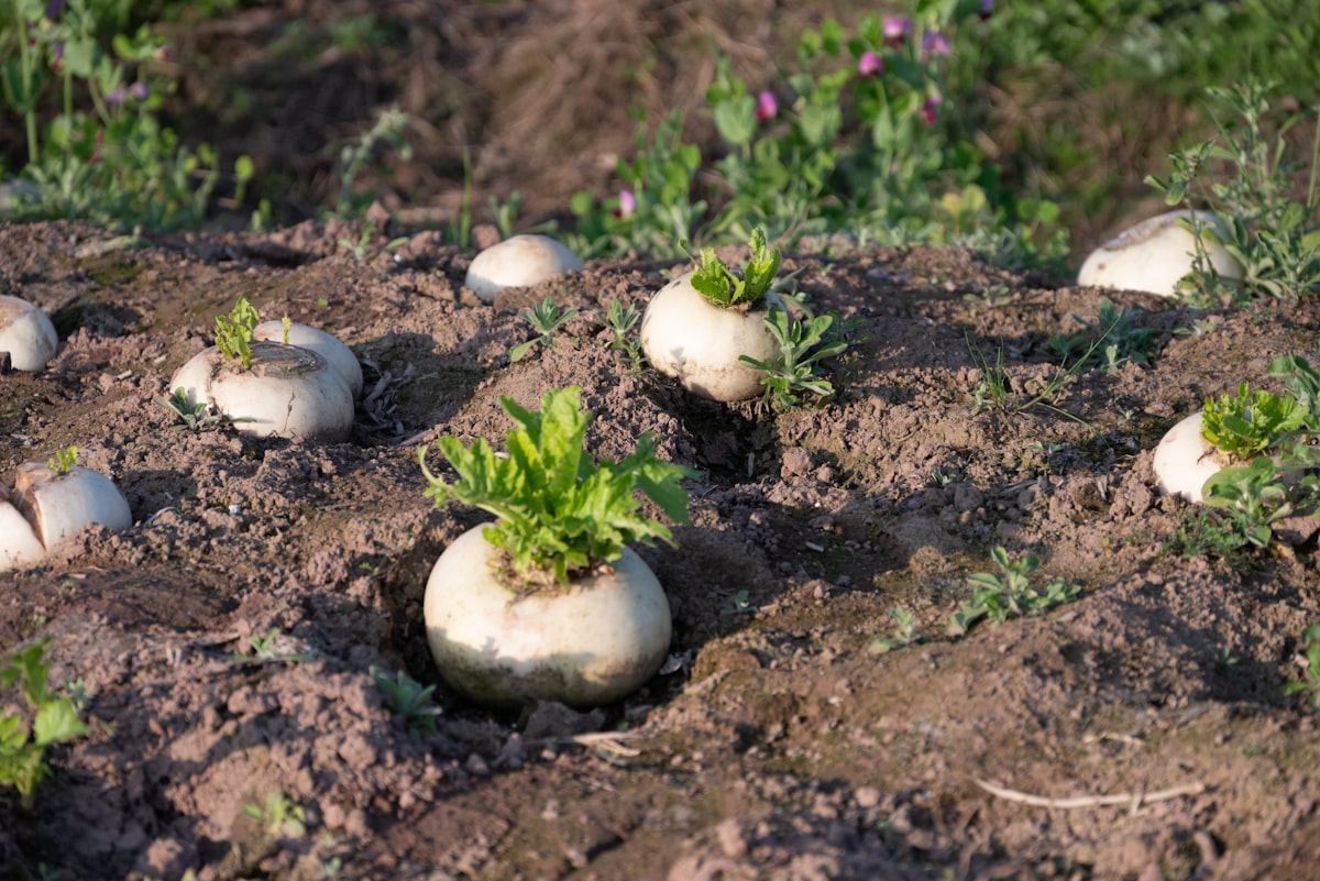 Fresh White Radish Detail