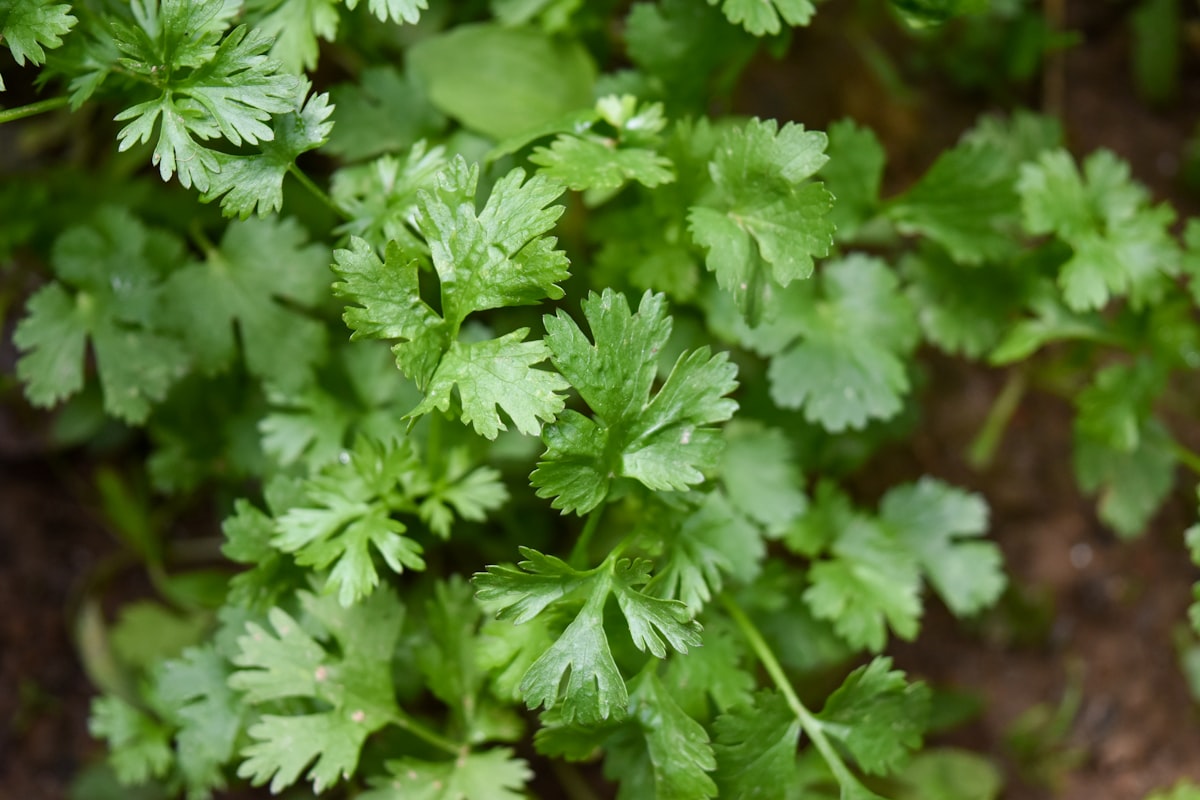 Coriander Macro