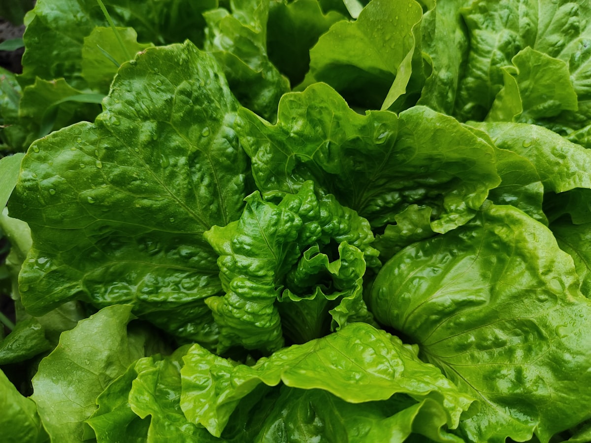 Fresh Organic Lettuce