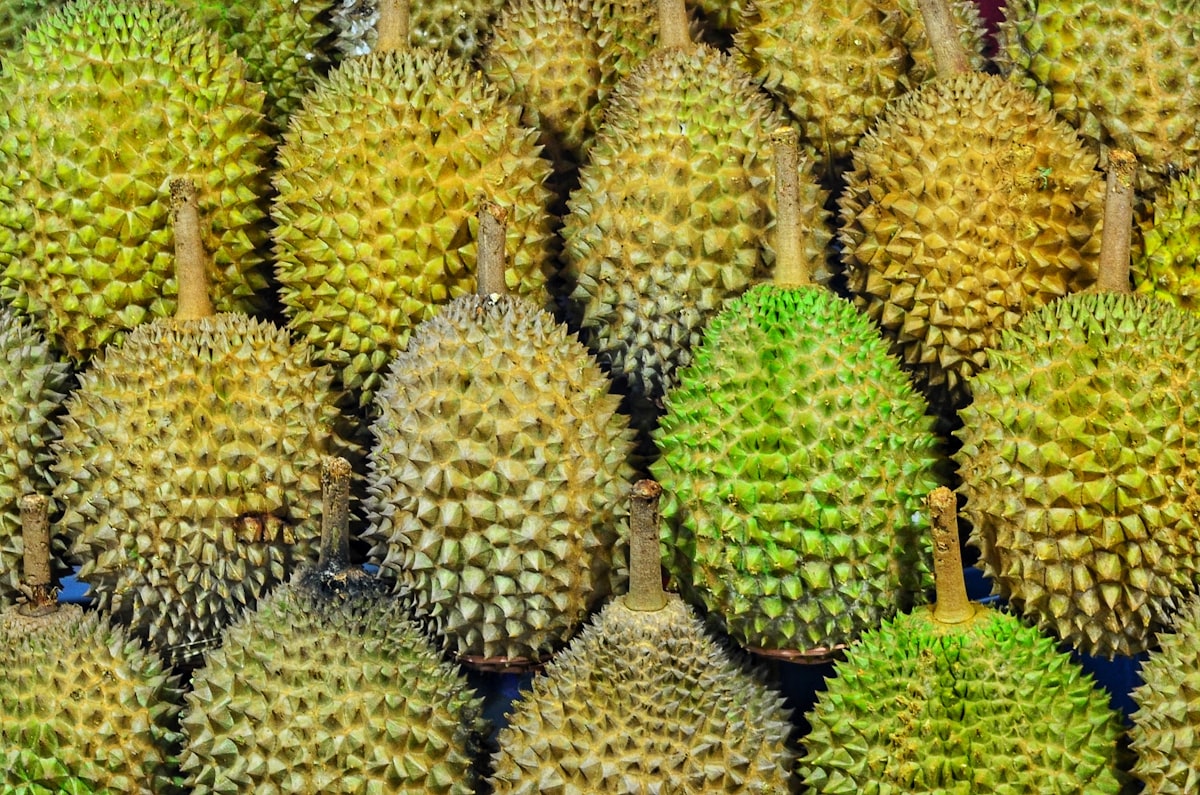 Musang King