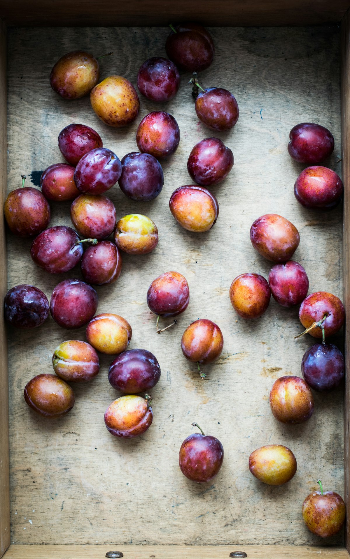 Plums on tree