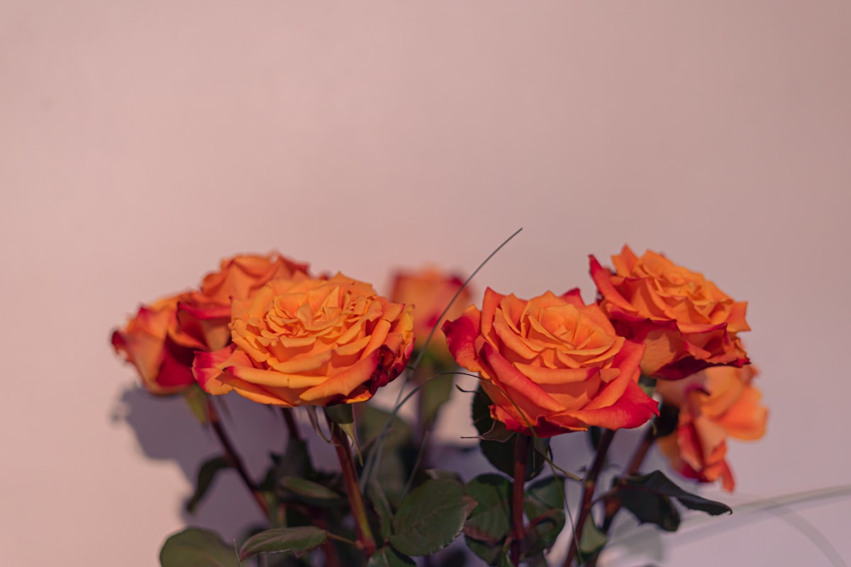 Orange Barbie Rose